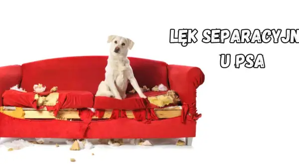 Biały pies siedzi na zniszczonej czerwonej kanapie, symbolizując lęk separacyjny u psa.
