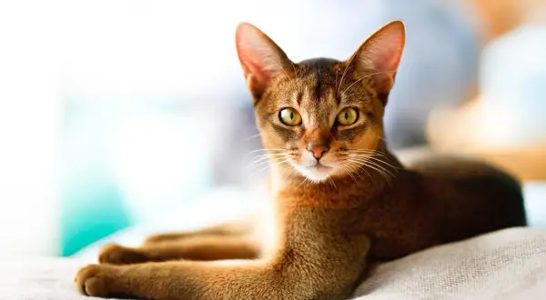 Eine braune Katze mit gelben Augen liegt auf einer hellen Decke.