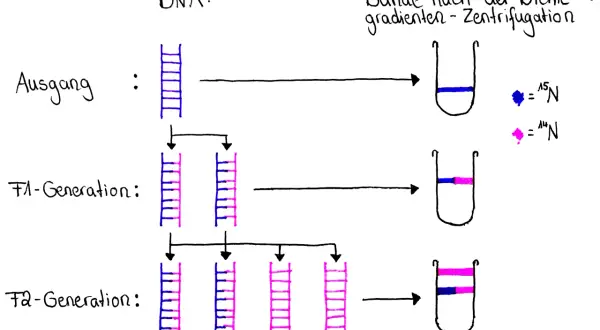 Das Meselson-Stahl-Experiment zeigt DNA-Replikation: Anfangs nur schweres ¹⁵N-DNA (blau), dann gemischte ¹⁵N/¹⁴N-DNA (F1, blau/rosa), schließlich ¹⁴N-DNA (F2, rosa) und gemischte DNA.