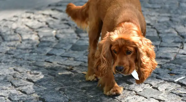 Cocker spaniel czy gubi sierść? Poznaj prawdę o linieniu tej rasy