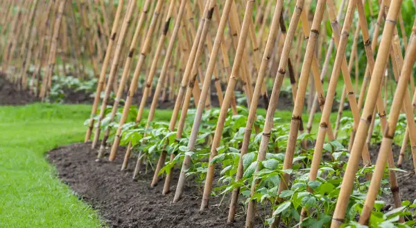 Reihen von jungen Stangenbohnen wachsen an Bambusgestellen. Die Mischkultur im Garten verspricht eine reiche Ernte.