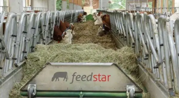 Nowoczesne stanowiska dla byków z systemem Feedstar. Zwierzęta jedzą siano w oborze.