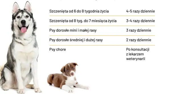 Tabela informuje o częstotliwości karmienia psa w zależności od wieku i rasy. Zdjęcie przedstawia dorosłego husky i szczeniaka.