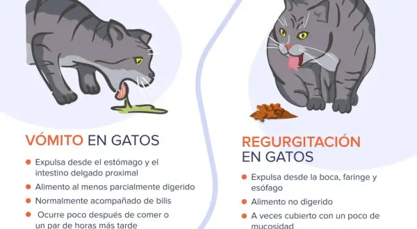 Gato gris vomitando líquido verde. El texto explica que mi gato vomita.