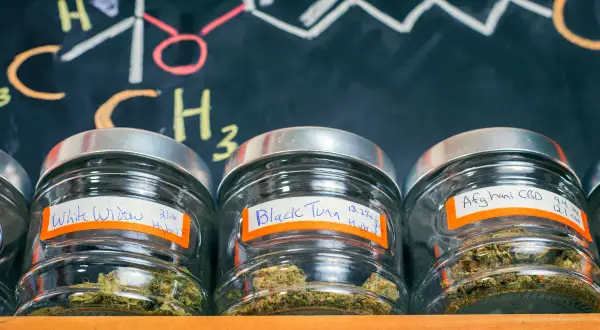 Medyczna marihuana: Czy wywołuje "fazę"? Wyjaśniamy efekty