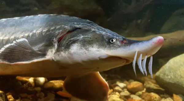 Gros plan d'un esturgeon dans un bassin, ses barbillons blancs visibles. Ce poisson ancien peut avoir une longue durée de vie en bassin.