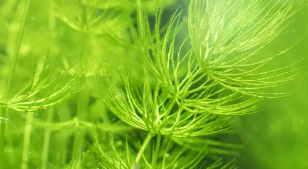 Plante aquatique verte, le Ceratophyllum demersum, aux feuilles fines et ramifiées, créant un paysage sous-marin luxuriant.