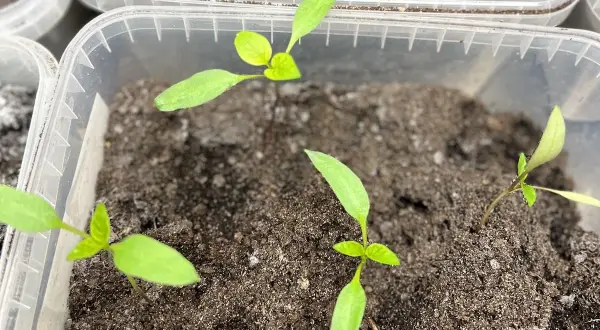 Små paprikaplantor spirar i plastbehållare, redo för att odla paprika inomhus.