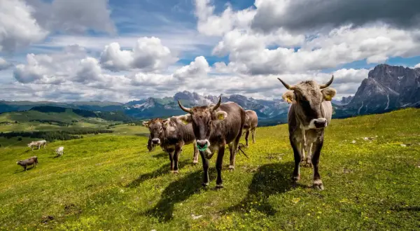 Kühe auf einer blühenden Alm mit Bergpanorama. Hier ist, was ist eine Alm: ein idyllischer Ort für Weidetiere.