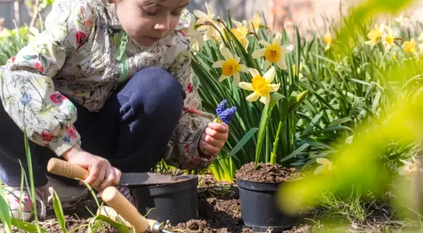 Dziewczynka sadzi kwiaty wśród żółtych żonkili. W dłoni trzyma niebieskie hiacynty, a obok leżą narzędzia ogrodnicze. To piękny zwiastun wiosny.