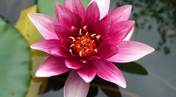 Una flor de loto rosa vibrante se abre sobre el agua, mostrando sus pétalos y el centro anaranjado con estambres amarillos.