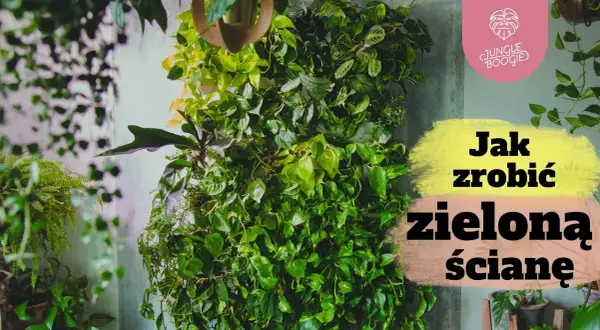 Jak zrobić zieloną ścianę z roślin i uniknąć najczęstszych błędów