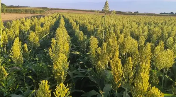Rozległe pole uprawne sorgo, z rzędami zielonych łodyg i żółtawych wiech. Słońce oświetla dojrzewające ziarno.