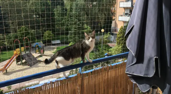 Kot na balkonie, zabezpieczonym siatką, to dowód, jak zabezpieczyć balkon dla kota. Widok na plac zabaw i drzewa.