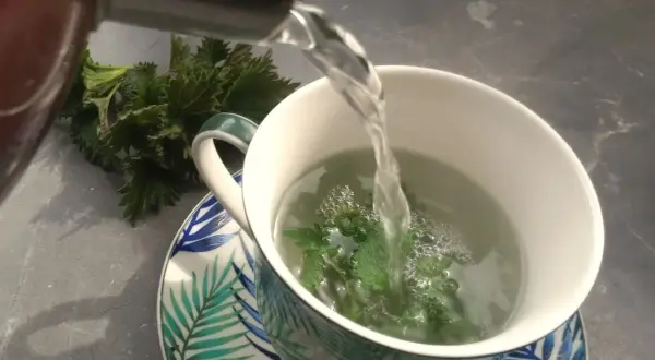 Gorąca woda zalewa świeżą pokrzywę w kubku, tworząc aromatyczną herbatę.