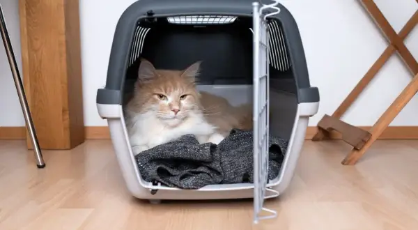 Pomarańczowy kot leży w otwartym transporterze lotniczym na podłodze.
