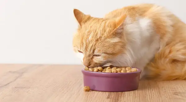 Rudy kot zajada się chrupkami z miseczki. Zastanawiasz się nad purina gourmet gold skład?