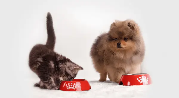 Kocię je z czerwonej miski, obok stoi szczeniak Pomeranian.