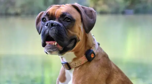 A happy Boxer dog with a floral collar sits by a lake. This energetic breed might need to run several miles a day to stay fit.
