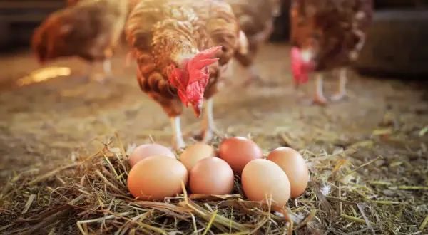 Ein Huhn steht über einem Nest mit Eiern und wirft die Frage auf: was war zuerst da das huhn oder das ei?