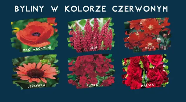 Kwitnące na czerwono byliny: mak wschodni, lubin, orlik, jeżówka, floks, malwa.