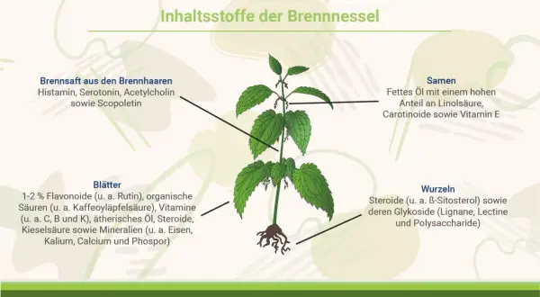 Die Brennnessel (Urtica dioica) mit ihren Inhaltsstoffen: Brennhaarsaft, Blätter, Samen und Wurzeln. Die Urtica dioica Wirkung beruht auf diesen Bestandteilen.