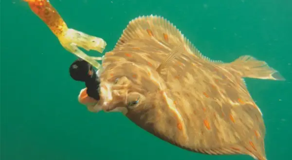 Scholle schnappt nach Köder beim Angeln in der Ostsee. Ein spannender Moment beim Fischfang.