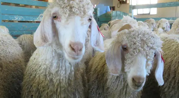 Zwei Angoraziegen mit lockiger Mohair Wolle, die für ihre feine Faser bekannt ist.