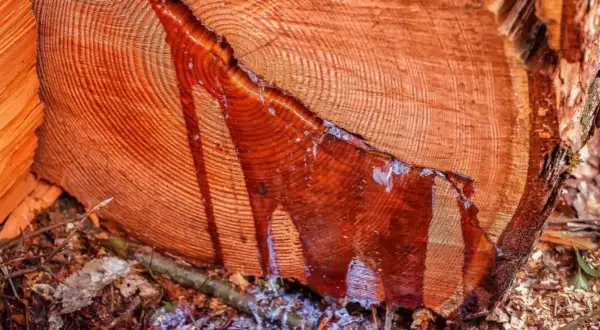 Tronco de madera resinosa con savia roja goteando sobre hojas secas y tierra.