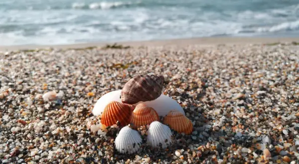 Conchas marinas en la arena, con el mar azul de fondo, un tesoro encontrado en el **golfo de Almería**.