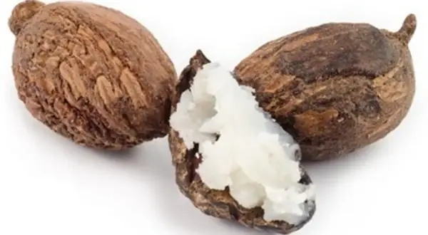 Drei Shea-Nüsse, eine davon geöffnet und mit cremig-weißer Sheabutter essbar gefüllt.