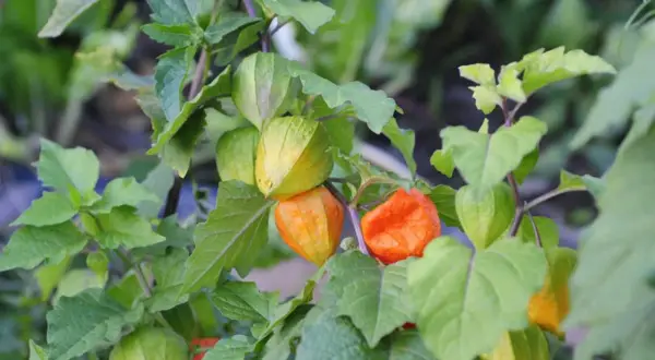 Reife Physalis-Früchte in leuchtendem Orange und Grün, umgeben von üppigem Laub. Der ideale Physalis Standort ist sonnig und geschützt.