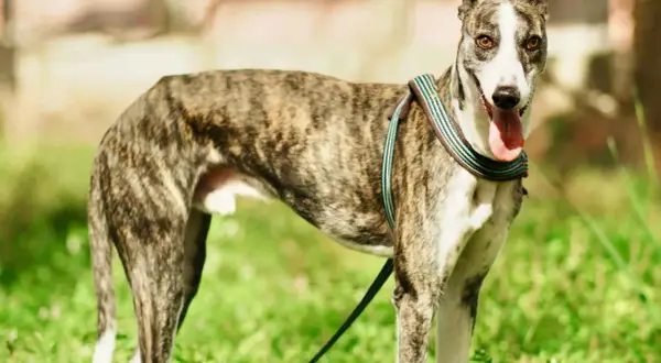 Un galgo español atigrado, con su lengua fuera y un collar colorido, posa en un campo verde.