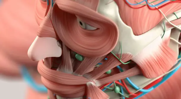 Anatomía detallada de los músculos, vasos sanguíneos y ganglios linfáticos de la cara.