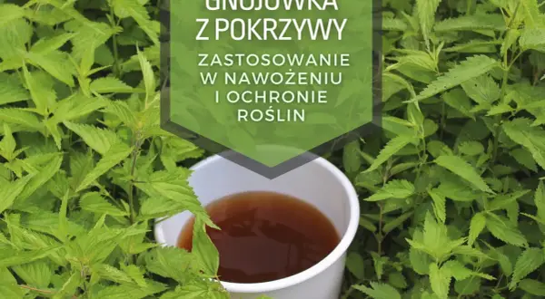 Gnojówka z pokrzywy, naturalny nawóz do podlewania kwiatów i ochrony roślin.