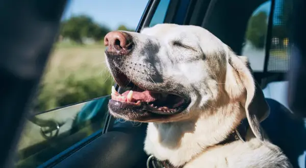 Un chien heureux, la tête à la fenêtre, profite du vent lors d'un voyage. Il semble ravi de partir en vacances avec son chien.
