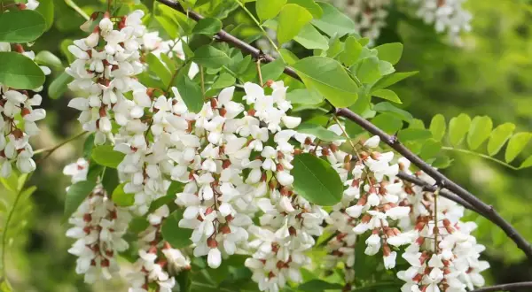 Kwiaty robinia akacjowa na pniu uprawa. Pachnące grona białych kwiatów na tle zielonych liści.