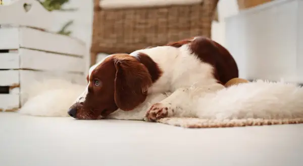 Ein braun-weißer Hund liegt auf einer Decke und schaut nachdenklich.