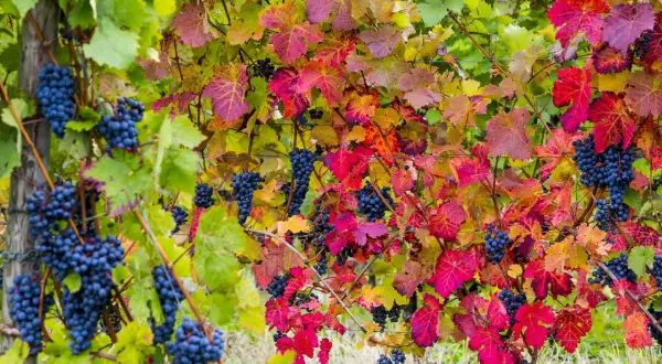Reife blaue Trauben hängen zwischen bunten Blättern. Die Weinpflanzen zeigen ihre Herbstfarben.