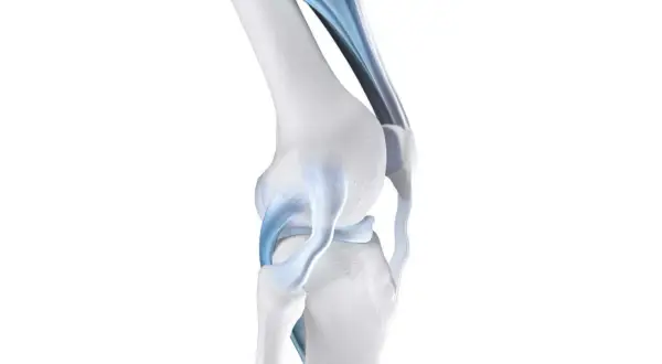Anatomia del ginocchio con legamenti blu evidenziati. Potrebbe spiegare la sensazione di ginocchio debole.