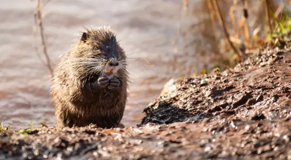 Nutria z mokrym futrem siedzi na brzegu, zajadając coś pomarańczowego. Widać, co jedzą nutrie – to kawałek rośliny.