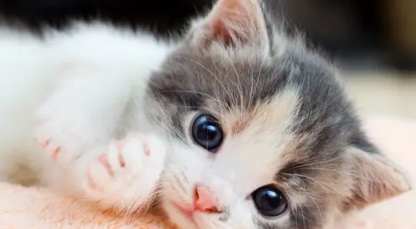 Cómo cuidar a un gato: errores comunes que debes evitar para su bienestar