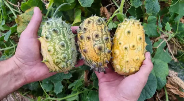 Trzy kolczaste owoce kiwano, od zielonego do żółtego, w dłoniach. Udany kiwano uprawa w ogrodzie.