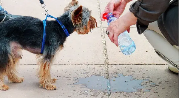 Persona intenta como refrescar a un perro con agua de botella. El perro mira atentamente.