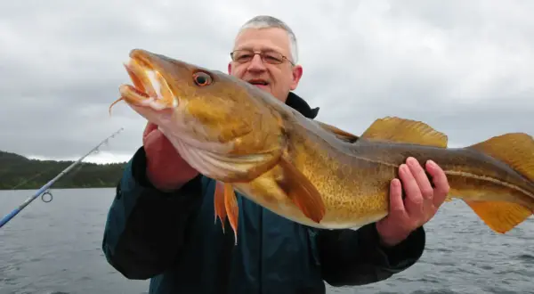 Glücklicher Angler präsentiert stolz seinen Fang: ein großer Dorsch beim Dorsch angeln in Norwegen.