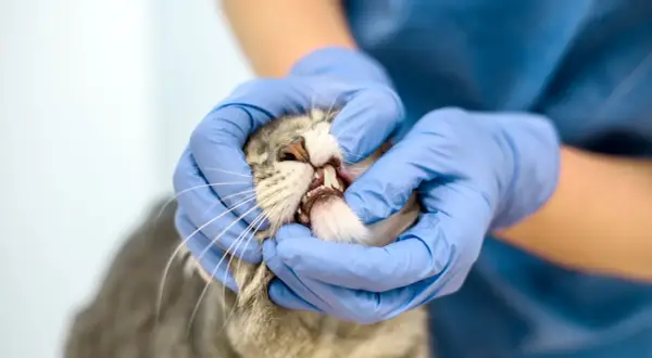 Veterinarian checks a cat's mouth, revealing pale gums, a sign that needs attention.