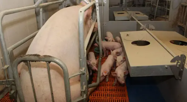 Duża locha z licznym prosiakami w kojcu. Widać fragmenty koryta, które mogą służyć jako przykładowe dawki pokarmowe dla świń.