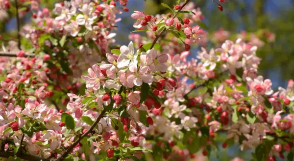 Kwiaty jabłoni ozdobnej (Malus) w odcieniach różu i bieli, z pąkami w kolorze karminowym, na tle zielonych liści i błękitnego nieba.