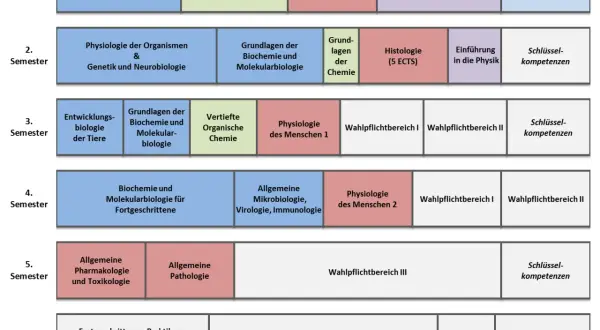 Studienverlaufsplan für Biomedizin: Von Zellbiologie über Genetik bis zur Bachelor-Thesis.