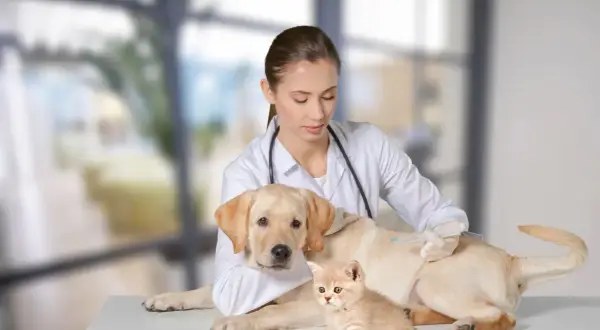 A veterinarian gives a dog a shot during a pet wellness exam, with a kitten nearby.
